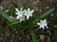 Хіонодокса Люцілії ф. альба (Chionodoxa luciliae f. alba)