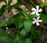 Барвінок малий "Альба" (Vinca minor f. Аlba)