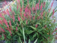 Горец стеблеобъемлющий "Файртейл" (Persicaria amplexicaule "Firetail")