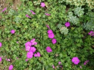 Герань криваво-червона "Компакта" (Geranium sanguineum "Compactum")