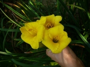 Лілійник "Стелла де Оро" (Hemerocallis "Stella de Oro")