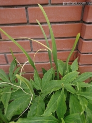 Пинеллия стопорассеченная (Pinellia pedatisecta)