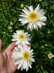 Нивяник "Санни Сайд Ап" (Leucanthemum "Sunny Side Up")