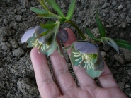 Чемерник червонуватий (Helleborus purpurascens)