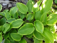 Хоста "Голден Тиара" (Hosta "Golden Tiara")