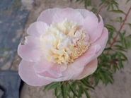 Пион "Петтикоут Флаунс" (Paeonia "Petticoat Flounce")