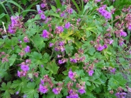 Герань балканская, или крупнокорневищная (Geranium macrorrhizum)