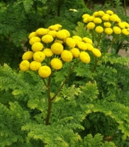 Пижмо звичайне "Кріспа" (Tanacetum vulgare "Crispa")