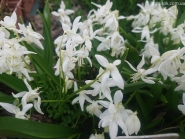 Проліски сибірські ф. альба (Scilla siberica f. alba)