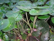 Копитняк європейський (Asarum europaeum)