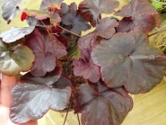 Гейхера "Обсидиан" (Heuchera "Obsidian")