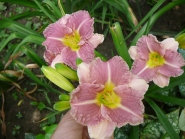Лілійник "Романтік Роуз" (Hemerocallis "Romantic Rose")