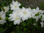 Клематіс "Жанна д'Арк" (Clematis "Jeanne d'Arc")