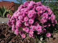 Айстра чагарникова "Розенвіхтель" (Aster dumosus (Symphyotrichum) "Rosenwichtel")