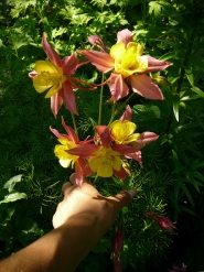 Орлики "Місіс Скотт Елліот Гібриди" (Aquilegia "Mrs Scott Elliott Hybrids")