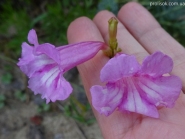 Инкарвиллея Ольги (Incarvillea olgae)