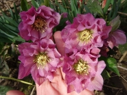 Чемерник гібридний "Дабл Еллен Пінк" (Helleborus x hybridus "Double Ellen Pink")