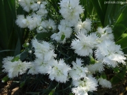 Гвоздики пірчасті "Дабл Вайт" (Dianthus plumarius "Double White")
