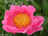 Півонія "Пінк Баблс" (Paeonia "Pink Bubbles")