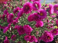 Астра новобельгийская "Роял Руби" (Aster novi-belgii "Royal Ruby")