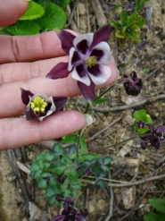 Орлики звичайні "Вільям Гіннес" (Aquilegia vulgaris "William Guiness")