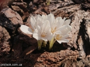 Пізньоцвіт осінній "Альба" (Colchicum autumnal "Alba")