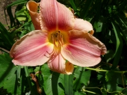 Лилейник "Прерии Белле" (Hemerocallis "Prairie Bеllе")