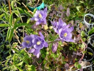 Орлики звичайні "Вінкі Ірлі Скай Блу" (Aquilegia vulgaris "Winky Early Sky Blue")