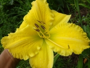 Лилейник "Лемон Электра" (Hemerocallis "Lemon Electra")