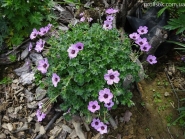 Герань попеляста "Балерина" (Geranium cinereum "Ballerina")