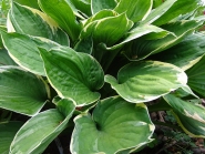 Хоста Форчуна вар. Ауреомаргіната (Hosta fortunei var. aureomarginata)