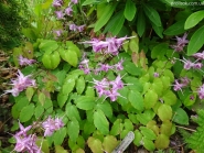 Горянка крупноцветковая "Лилафея" (Epimedium grandiflorum "Lilafea")