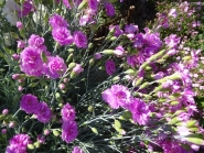 Гвоздики пірчасті "Дабл Роуз" (Dianthus plumarius "Double Rose")