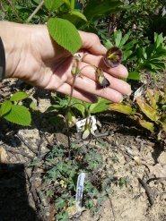 Орлики зеленоквіткові "Шоколадний солдатик" (Aquilegia viridiflora "Chocolate Soldier"