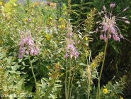 Цибуля кілювата гарненька (Allium carinatum subsp. pulchellum)