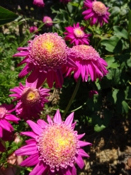 Маруна рожева гібрид "Ванесса" (Pyrethrum roseum hybridum "Vanessa")