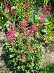 Гейхера кроваво-красная (Heuchera sanguinea)