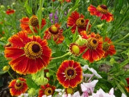 Геленіум "Флеммендес Кетчен" (Helenium "Flammendes Katchen")