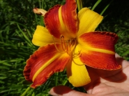 Лілійник "Франс Халс" (Hemerocallis "Frans Hals")