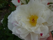 Півонія "Гарденія" (Paeonia "Gardenia")