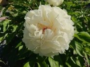 Півонія "Балерина" (Paeonia "Ballerina")