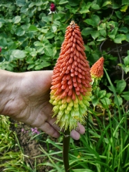 Кніфофія ягідна (Kniphofia uvaria (L.) Hook)