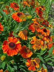 Геленіум "Марді Гра" (Helenium "Mardi Gras"(Sneezeweed))