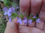 Чабер напівколосистий (Satureja subspicata)