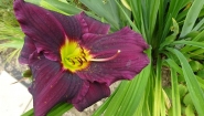 Лілійник "Грейп Вельвет" (Hemerocallis "Grape Velvet")