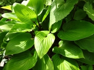 Хоста "Перпл Харт" (Hosta "Purple Heart")