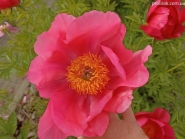 Пион "Флейм" (Paeonia "Flame")