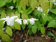 Горянка пишна "Нівеум" (Epimedium x youngianum "Niveum")