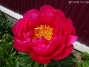 Півонія "Расберрі Шарм" (Paeonia "Raspberry Charm")