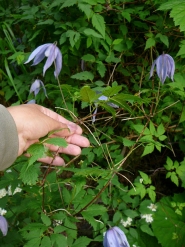 Княжик альпийский (Atragene alpina)